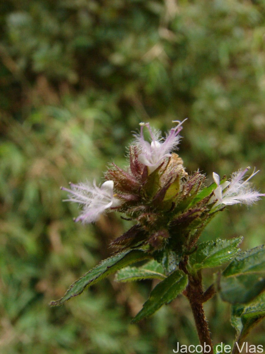 Pogostemon hirsutus Benth.